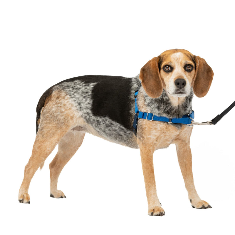 PetSafe Easy Walk No-Pull Dog Harness - The Ultimate Harness to Help Stop Pulling - Take Control & Teach Better Leash Manners - Helps Prevent Pets Pulling on Walks - Small/Medium, Royal Blue/Navy Blue - PawsPlanet Australia
