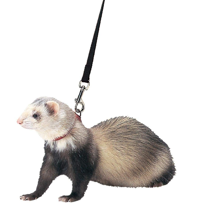 Marshall Ferret Harness and Lead Set – 48" – Black Color – Adjustable 3/8" Flat Nylon with Quick-Snap Buckles – Escape-Resistant Design – Lead Included - PawsPlanet Australia