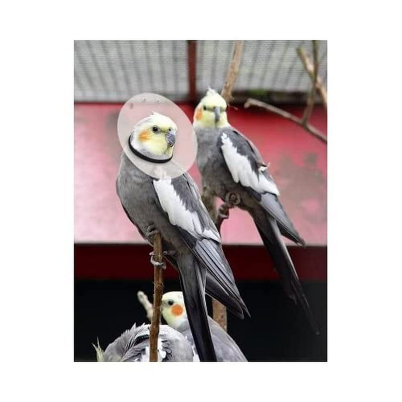 KVP Bird E-Collar, 4.75-5.5"/12" - PawsPlanet Australia