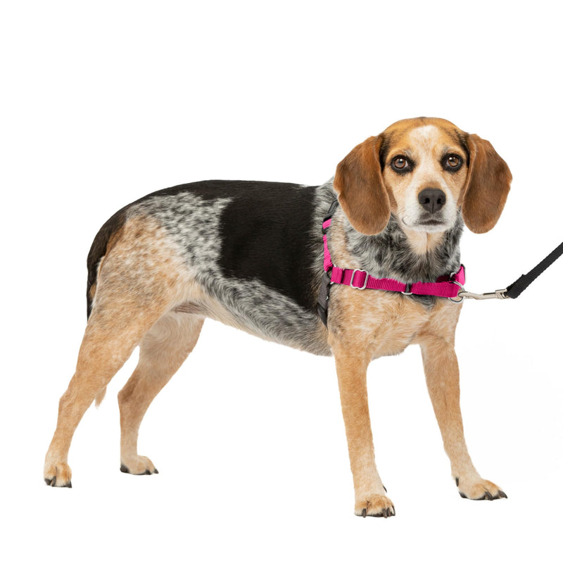 PetSafe Easy Walk Dog Harness - No Pull Dog Harness - Small/Medium, Raspberry - PawsPlanet Australia
