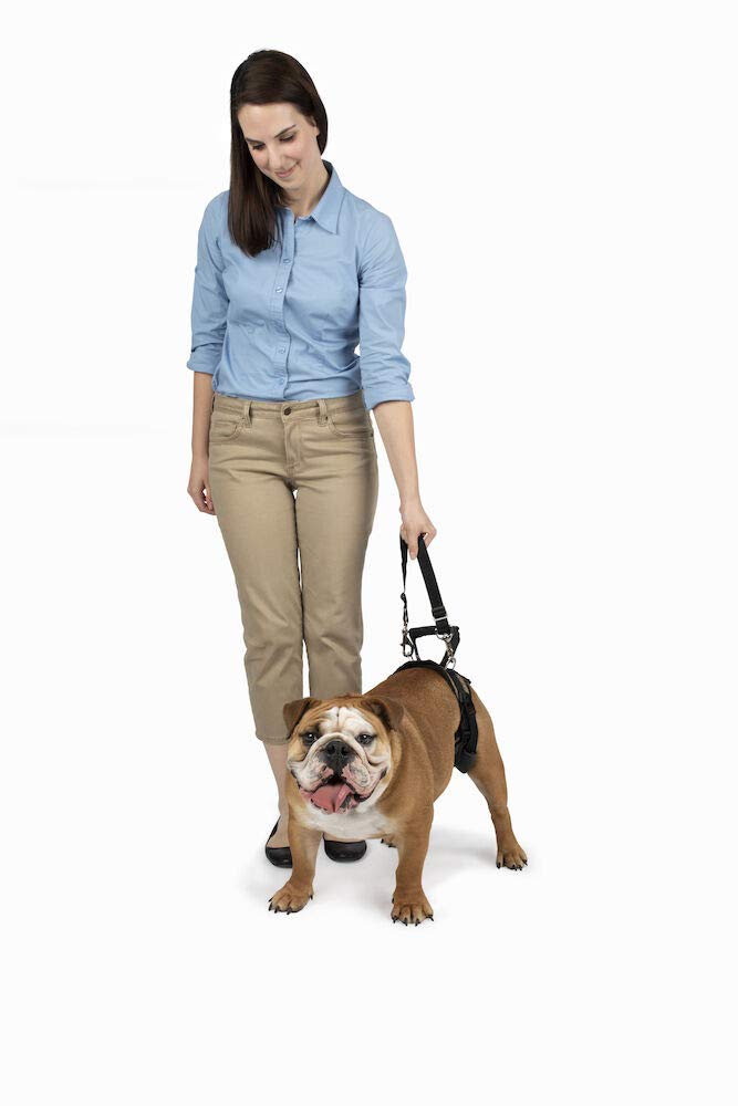 PetSafe CareLift Rear Support Harness - Senior & Disabled Dog Rear Mobility Support - Easy-Fitting, Breathable Belly Straps with Lifting Aid Handle & Shoulder Strap - for Medium Dogs 35-70 lb Medium (Pack of 1) - PawsPlanet Australia