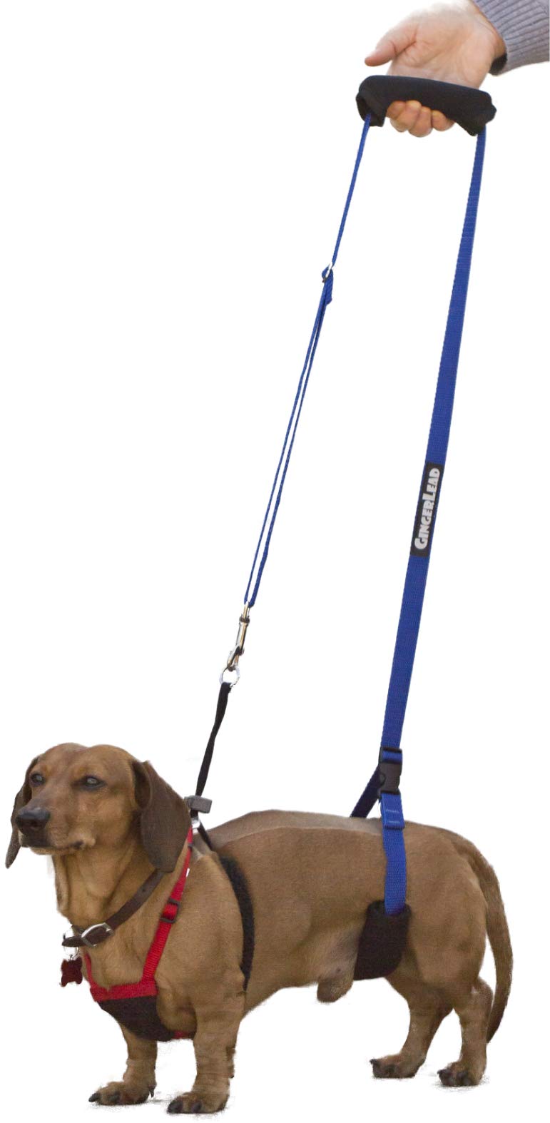 GINGERLEAD Dog Support Sling Harness, X-Small Fits Little Pets Under 25 lbs or Dachshunds with IVDD, Spinal Disc Disease, or Back Injuries. Assist Old or Recovering Pets. Chest Harness NOT Included. - PawsPlanet Australia
