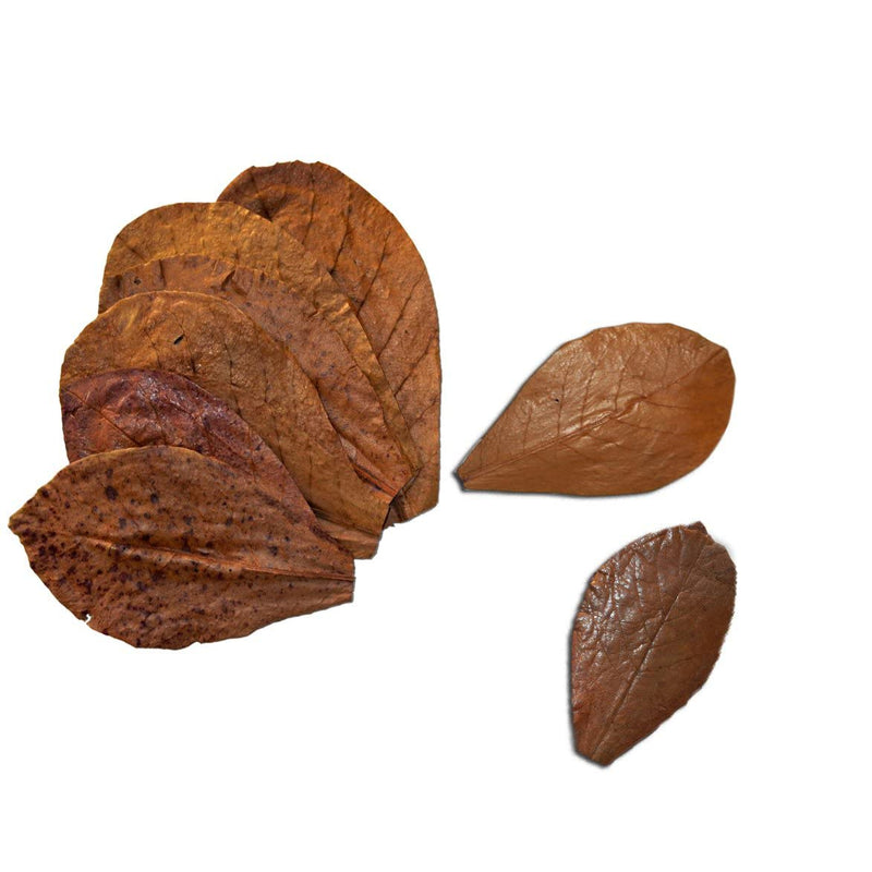 SunGrow Betta Leaves, Beneficial Indian Almond Leaves for Overall Development Large (8 inch, 10 pack)