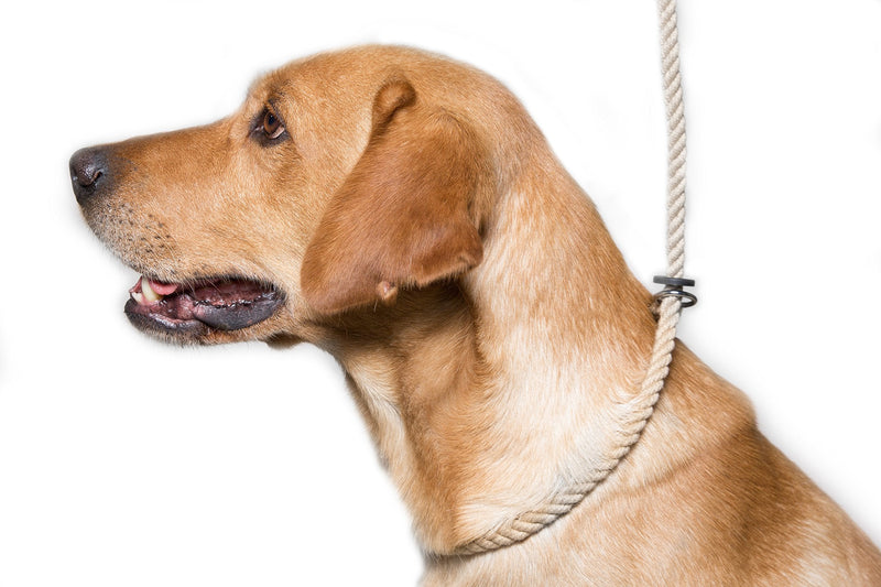 Dog & Field Deluxe Gundog Slip Leash - Natural Brown. Soft Spliced Marine Rope Slip Leash for Dogs with Rubber Stopper, Easy to Slip On, No Collar Or Harness Needed. Training Lead for Dogs, One Size - PawsPlanet Australia
