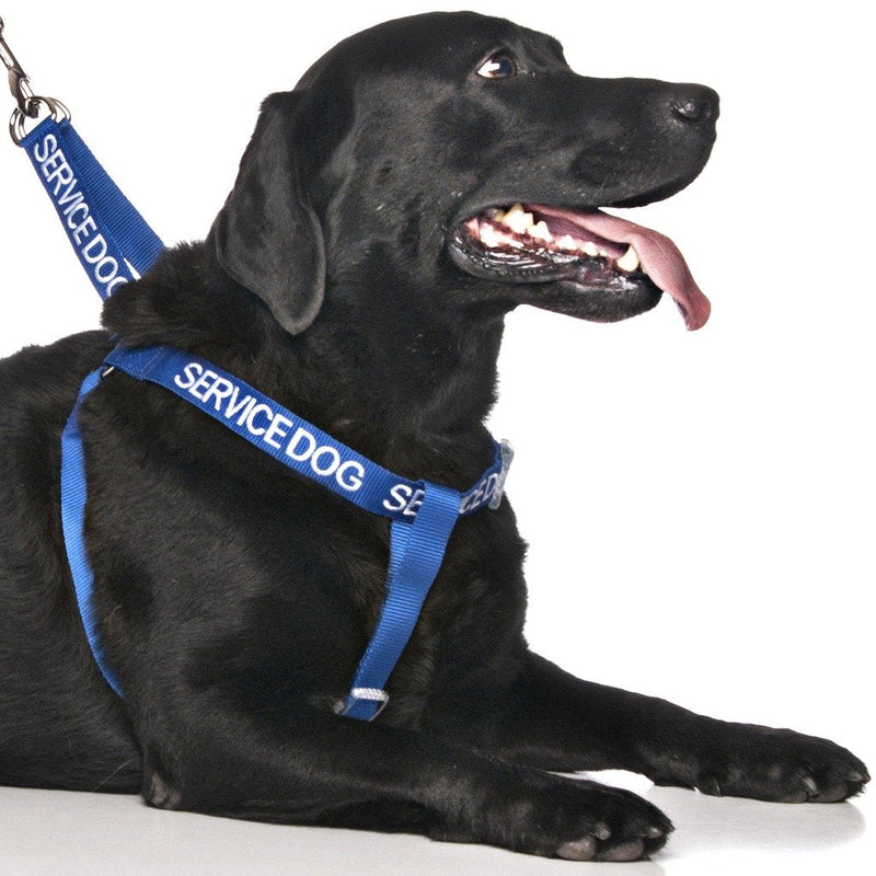 Dexil Limited Service Dog Blue Color Coded Alert Warning L XL Non Pull Dog Harness Prevents Accidents by Warning Others of Your Dog in Advance - PawsPlanet Australia