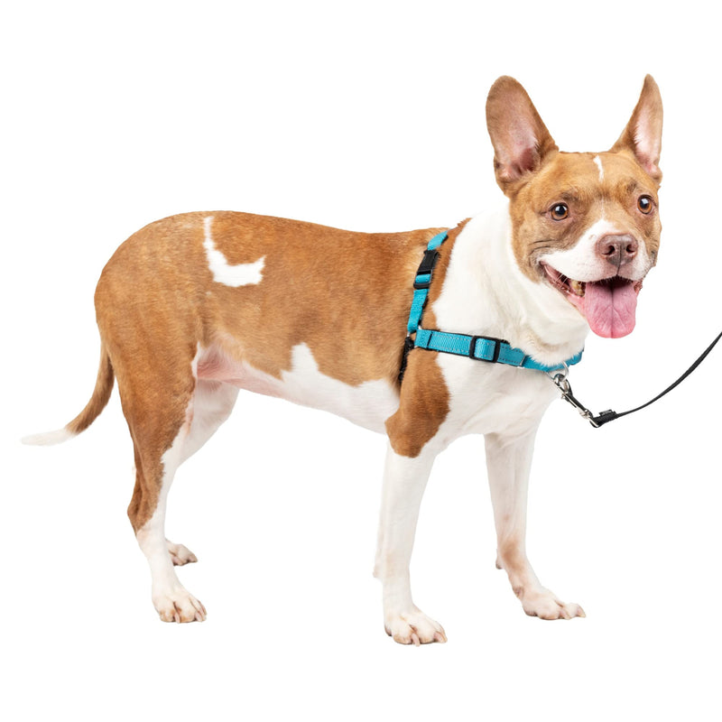 PetSafe Easy Walk Deluxe Dog Harness, No Pull Dog Harness – Perfect for Leash & Harness Training – Stops Pets from Pulling and Choking on Walks – Medium, Ocean Medium (Pack of 1) - PawsPlanet Australia