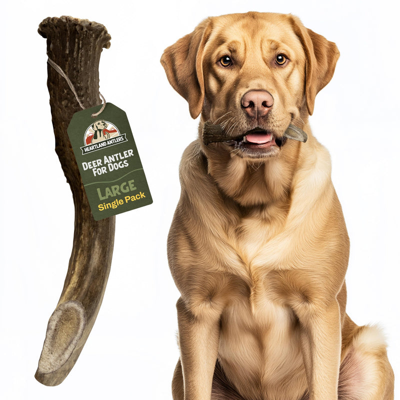 Heartland Deer Antlers for Dogs - Daily Dental Care Chews for Aggressive Chewers to Reduce Plaque & Prevent Destructive Behavior (Large, 6-8", 1-Pack, Grade A, USA Made) Large (Dogs 45-65 lbs) - PawsPlanet Australia