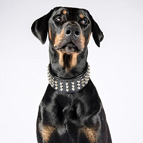 Bestia "Stud Genuine Leather Big Dogs Collar. 2.5 inch Wide. Soft Padded. Very Durable and Comfortable. Handcrafted Guaranteed. Pitbull. Cane Corso. Rottweiler. Bully. Amstaff. L- fits a neck of 19.7 to 22.6 inch Red Cushion - PawsPlanet Australia