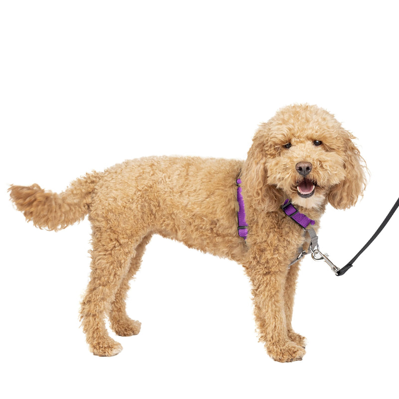 PetSafe 3 in 1 Dog Harness - No Pull Solution for Dogs - Reflective Dog Harness - Front D-Ring Clip Helps Stop Pulling - Comfortable Padded Straps - Top Handle Enhances Control - Plum - Small Small (Pack of 1) - PawsPlanet Australia