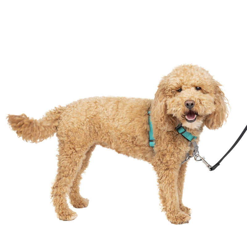 PetSafe 3 in 1 Dog Harness - No Pull Solution for Dogs - Reflective Dog Harness - Front D-Ring Clip Helps Stop Pulling - Comfortable Padded Straps - Top Handle Enhances Control - Teal - Small Small (Pack of 1) - PawsPlanet Australia