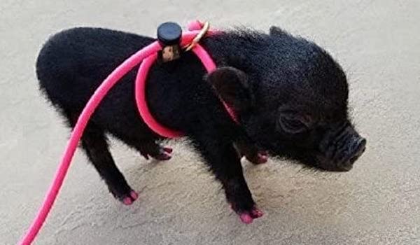 12-Foot Mini Pig Harness - Adjustable Harness & Leash for All Animals - Pigs, Ferrets, Rabbits, Guinea Pigs, Dogs, Cats, Reptile, and Chickens Pink - PawsPlanet Australia