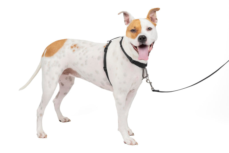 PetSafe 3 in 1 Dog Harness - No Pull Solution for Dogs - Reflective Dog Harness - Front D-Ring Clip Helps Stop Pulling - Comfortable Padded Straps - Top Handle Enhances Control - Black - Medium Medium (Pack of 1) - PawsPlanet Australia