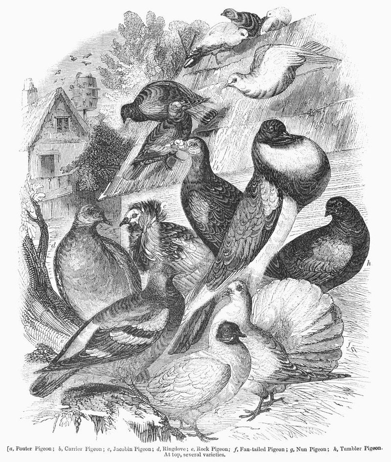 Pigeons 1841 Ndomestic Pigeons Wood Engraving 1841 Poster Print by (24 x 36) - PawsPlanet Australia