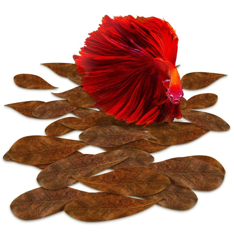 SunGrow Mini Catappa Indian Almond Leaves for Betta, Shrimp, Frogs, Improves Habitat, Gives Tea Color, Helps in lowering pH 50 Pcs - PawsPlanet Australia