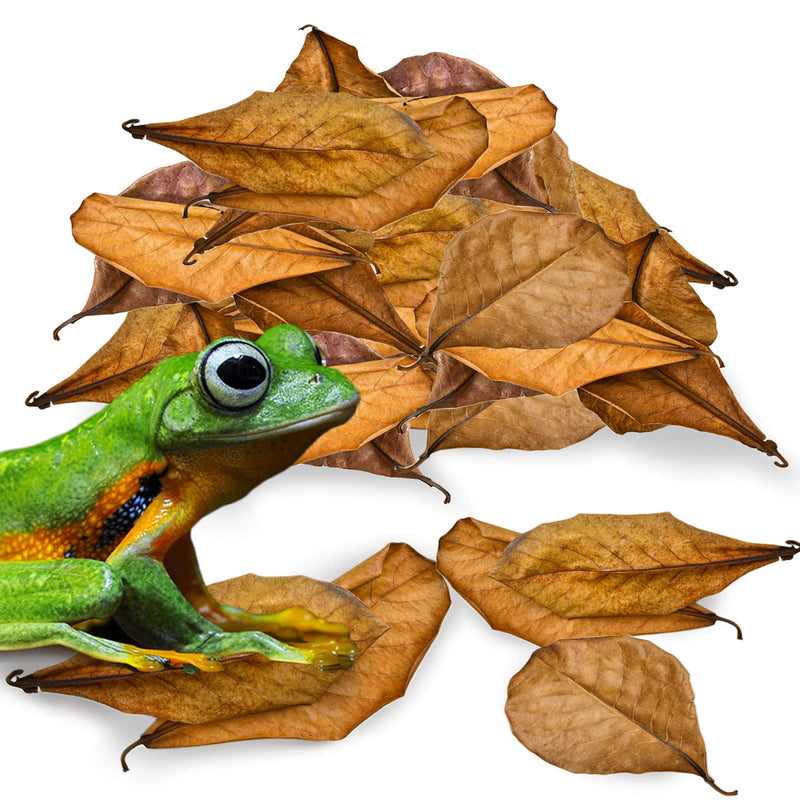 JOR 120 Pack Dwarf Frog Leaf Litter, Mini Indian Almond Leaves as Microfauna Habitat Tank Food Source, Substrate in Bioactive Terrarium & Vivarium Enclosure, Helps Tank Mimics Native Habitat - PawsPlanet Australia