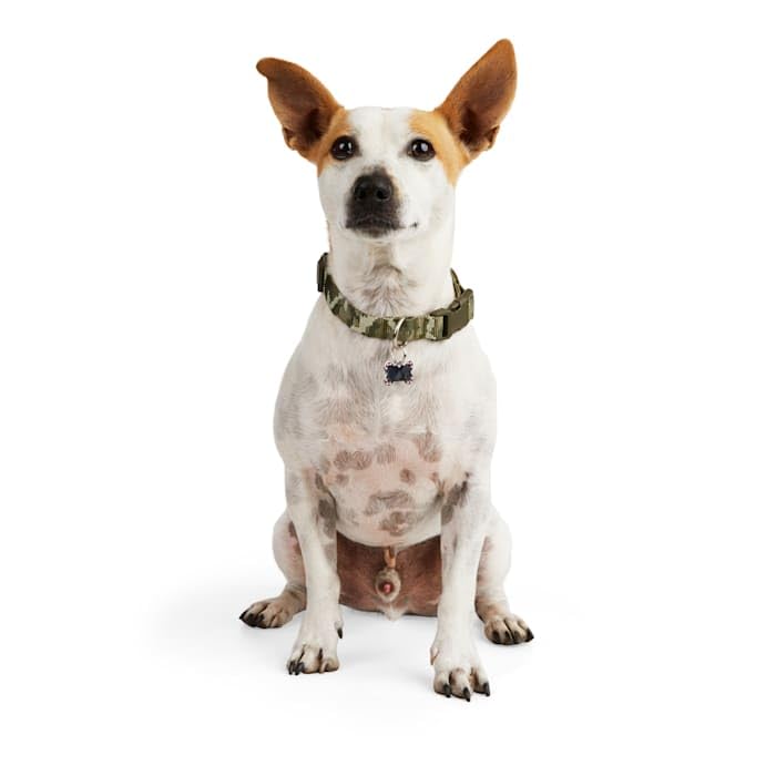 Youly The Legend Camo Print Dog Collar, Medium - PawsPlanet Australia