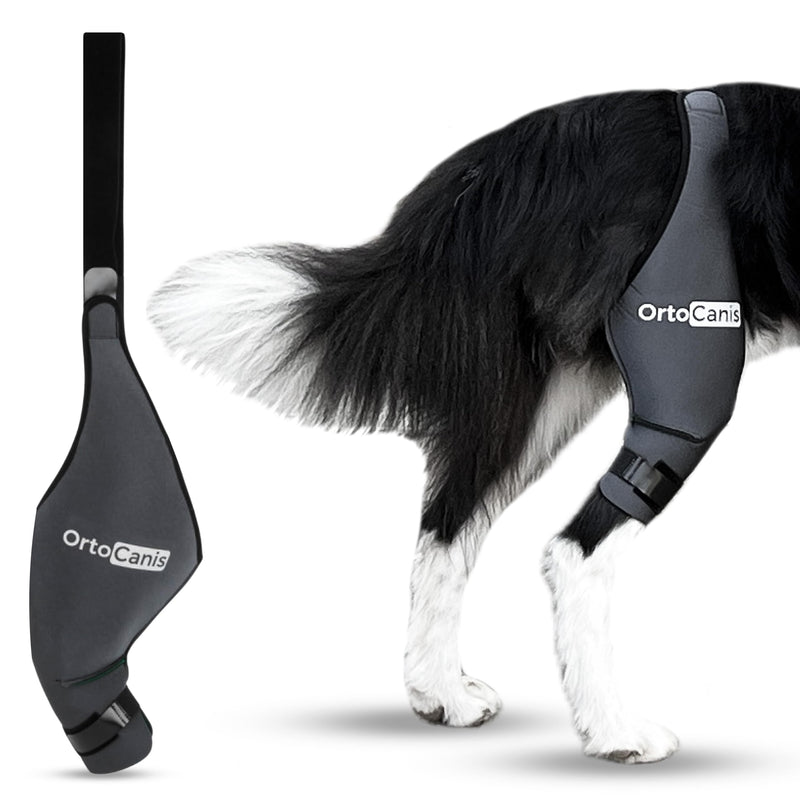 Ortocanis - Dog Knee Brace - for Right Hind Leg - Made of ARD Neoprene - for ACL Tear, Ligament Injuries, Patellar Luxation or Osteoarthritis - Size X-Small (8,3-9,4 ") Right Leg Size X-Small (8,3 - 9,4 ") - PawsPlanet Australia