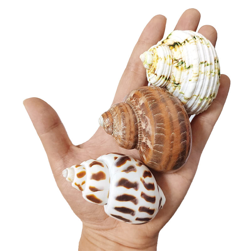 3 PCS Hermit Crab Shells 2~2.7Inch Natural Hermit Crab Shells Opening Size 1~1.3Inch Hermit Crab Supplies - PawsPlanet Australia