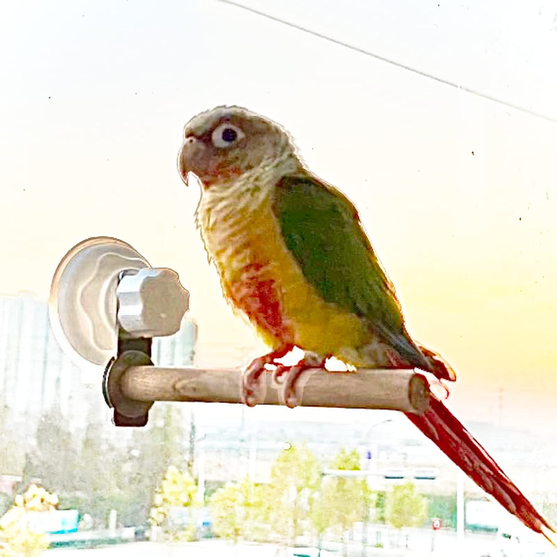 Bird Window/Bath/Car/Travel Perch Stand with Suction Cup for Small and Medium Bird Parrot Parakeet Cockatiel Conure Budgie Lovebirds (Simple Wood Perch) Simple wood perch - PawsPlanet Australia