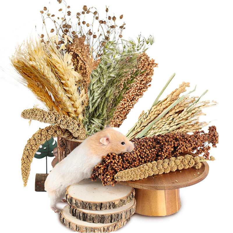 Natural Ear of Grain Flower&Herb Bedding Mate Habitat Decor, Adding Fun Hamster Accessories for Hamsters Gerbils Lemming Harvest Wind - PawsPlanet Australia