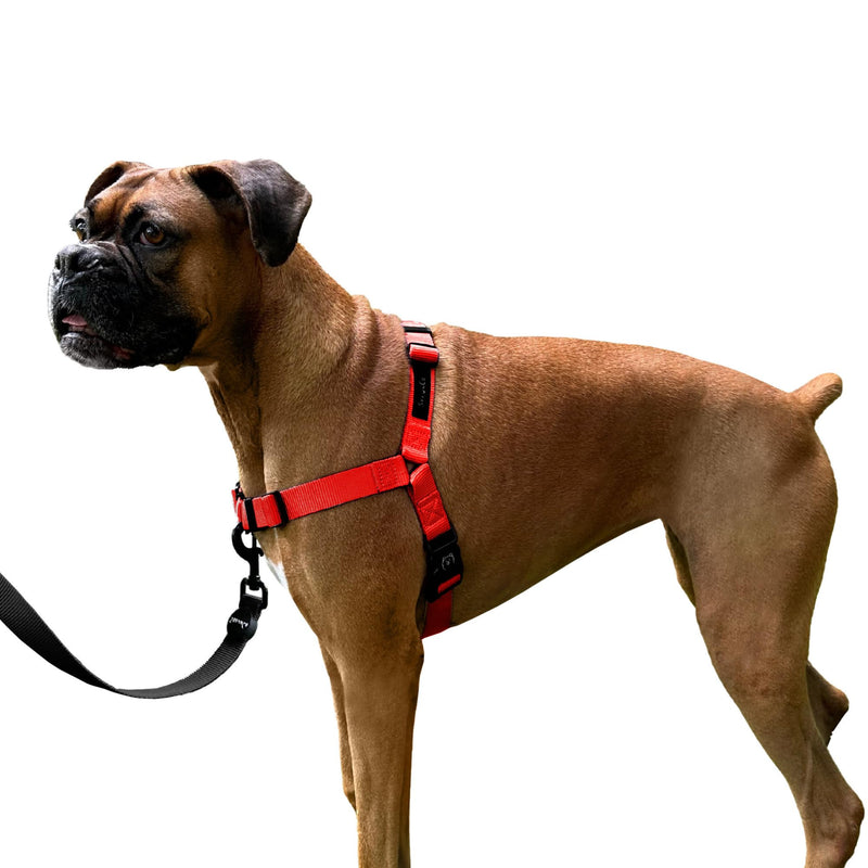 ShawnCo Dream Walk No-Pull Dog Harness- Adjustable, Comfortable, Easy to Use Pet Halter to Help Stop Pulling for Small, Medium and Large Dogs (Mustang Red, M) Mustang Red - PawsPlanet Australia