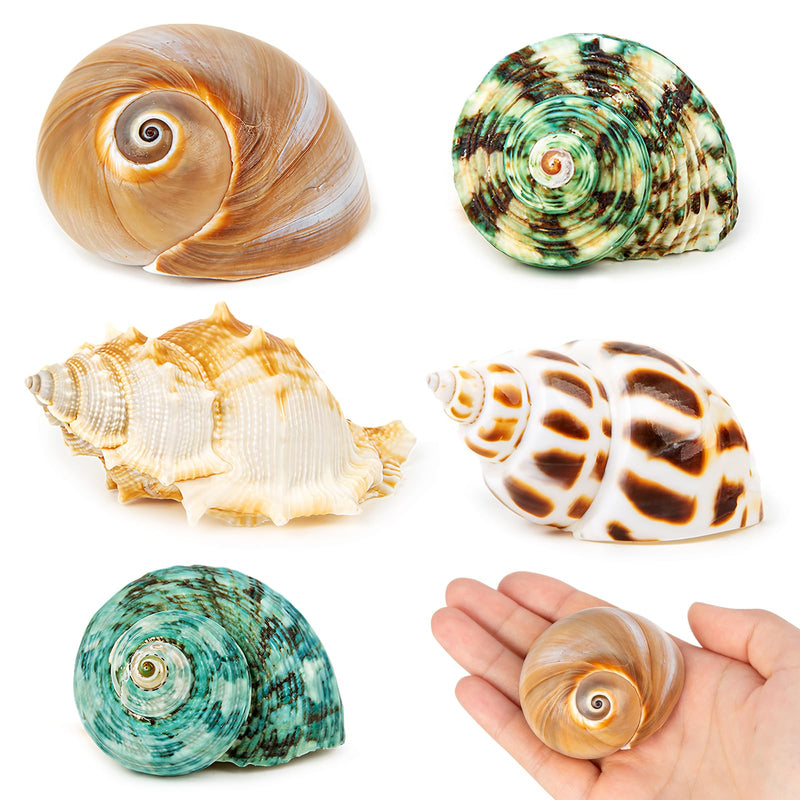 5PCS Hermit Crab Shells | Natural Sea Conch Size 2.1" - 2.8", Opening Size 0.9" - 1.5" | Medium Large Turbo Seashells for Hermit Crab Supplies and Beach Decoration Sea Shell - PawsPlanet Australia