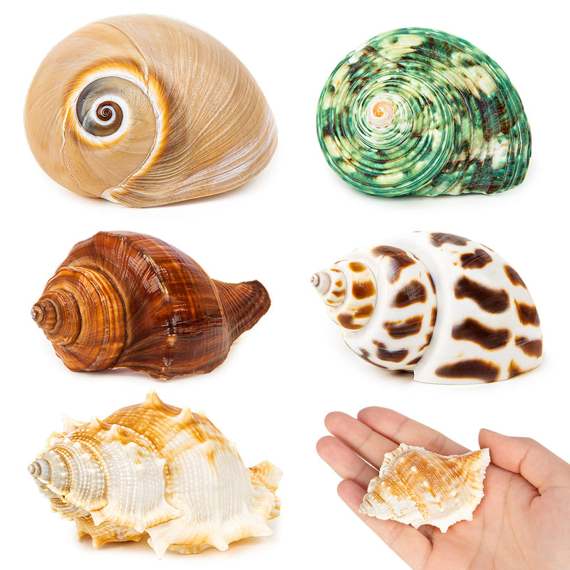 5PCS Hermit Crab Shells | Natural Sea Conch Size 2.1" - 2.8", Opening Size 0.9" - 1.5" | Medium Large Turbo Seashells for Hermit Crab Supplies and Beach Decoration Sea Shell - PawsPlanet Australia