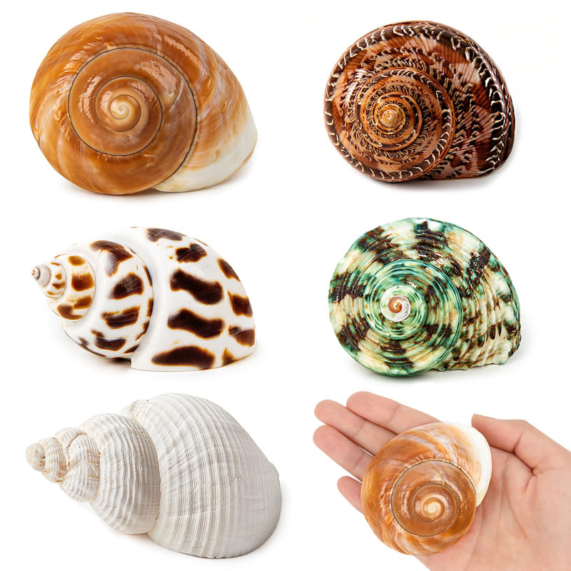 5PCS Medium and Large Hermit Crab Shells | Natural Sea Conch Size 2.2" - 3.4", Opening Size 1.5" - 2" | Turbo Seashells for Hermit Crab Supplies and Beach Decoration Medium Large Sea Shell Medium and Large Shell Size 2" - 2.8" - PawsPlanet Australia