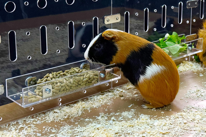 GuineaLoft™ Food Feeder - Say Goodbye to Traditional Bowls! The Ultimate Feeder for Small Pets like Guinea Pigs, Rabbits and Chinchillas. Designed & Made by Seasoned Owners - Guinea Loft Exclusive - PawsPlanet Australia