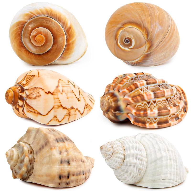 6PCS Large Hermit Crab Shells | Natural Sea Conch Size 3" - 3.5", Opening Size 1.5" - 2.5" | Turbo Seashells for Hermit Crab Supplies and Beach Decoration Large Sea Shell 6pcs Large Shells Size: 3" - 3.5" - PawsPlanet Australia