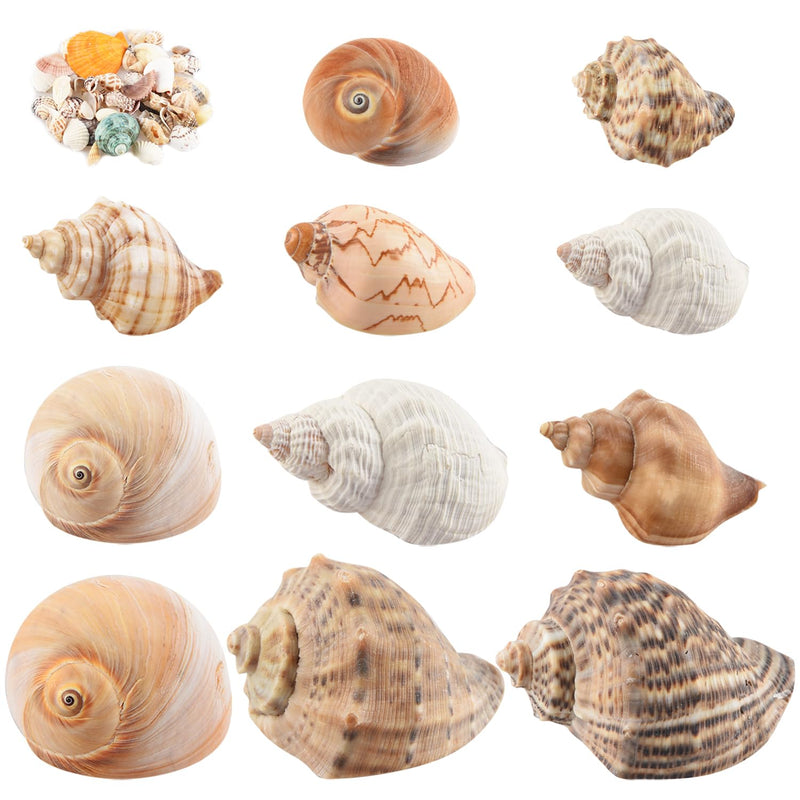 11PCS Hermit Crab Shells | Natural Sea Conch Size 1.5"-3.5" | Growth Turbo for Small to Medium and Large Crabs，Saltwater Hermit Crab Supplies and Sea Shell for Beach Decor,Get 1 Pack of Small Shells - PawsPlanet Australia