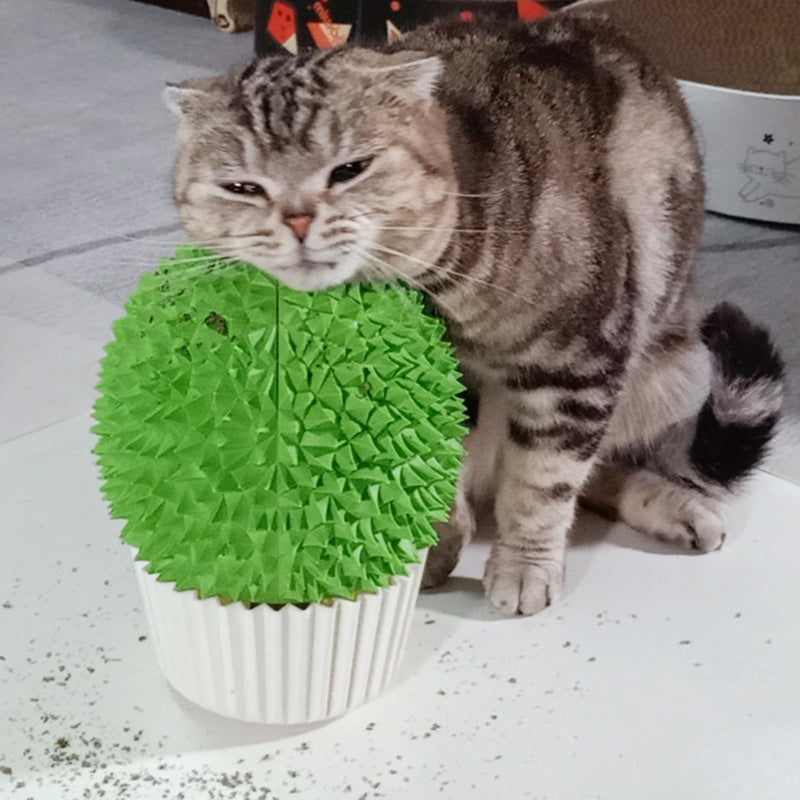 Catnip Feeder - Cat Face Scratcher Wall Corner Massage Comb for Indoor Cats Self Grooming Brush (Green) green - PawsPlanet Australia