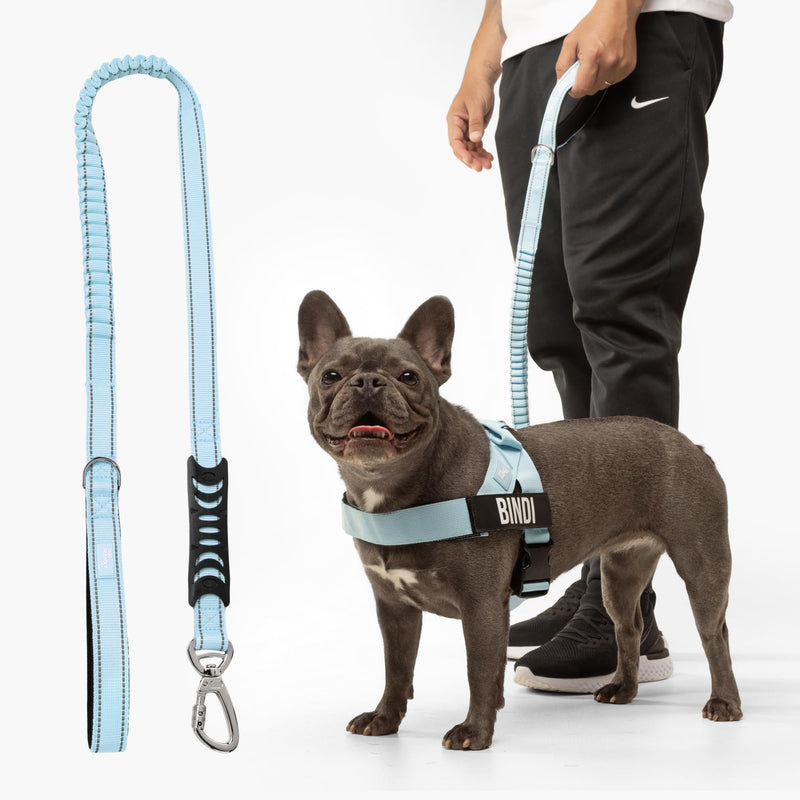 DF Co. Bungee Dog Leash | Strain Free & Shock Resistant for Control | Neoprene Padded Handle, Heavy-Duty Carabiner Clip, and D-Ring | Sky Blue, Size Small - PawsPlanet Australia