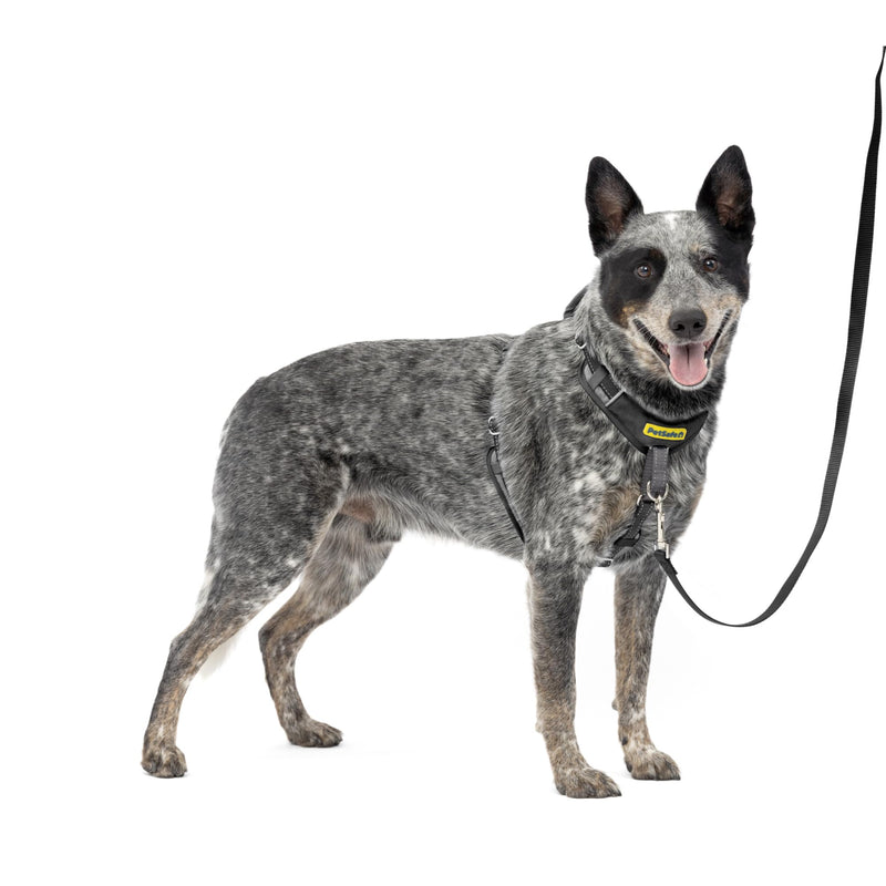 PetSafe Easy Walk Comfort No-Pull Dog Harness Full-Body Padding - Better Walks on The First Use - 5 Points of Adjustment Medium/Large, Black - PawsPlanet Australia