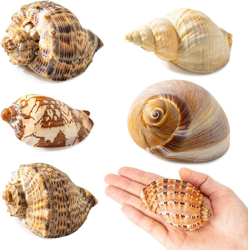 6Pcs Hermit Crab Shells Large, Natural Conch Shell Size 2.8" - 3.8", Opening Size 1.6" - 2.7", Hermit Crab Habitat, Large Sea Shells for Hermit Crab Supplies and Beach Decoration - PawsPlanet Australia