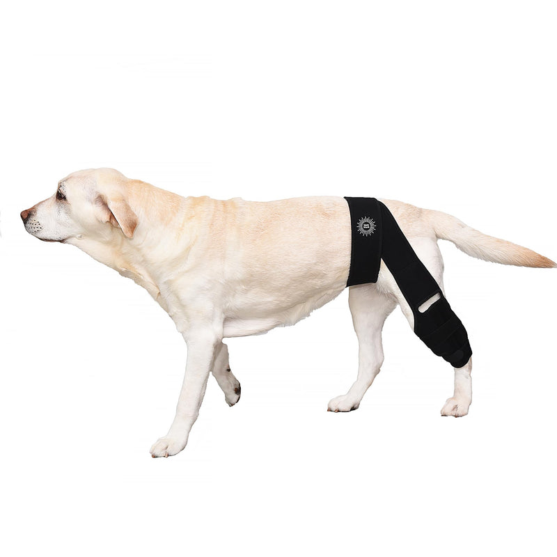 Large Breathable Dog Knee Brace for Torn ACL Legs - Easy to Use, Neoprene Dog Leg Braces for Back Leg - ACL Brace for Dogs, Helps Reduce Pain and Heal Injuries - PawsPlanet Australia