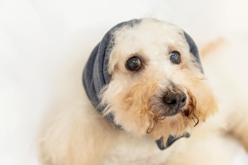 Dog Blow Dryer Ear Cover,Dog No Flap Ear Wrap Anxiety & Stress Relief - Dog Ear Flap Wrap for Surgery Recovery Grey M Medium - PawsPlanet Australia