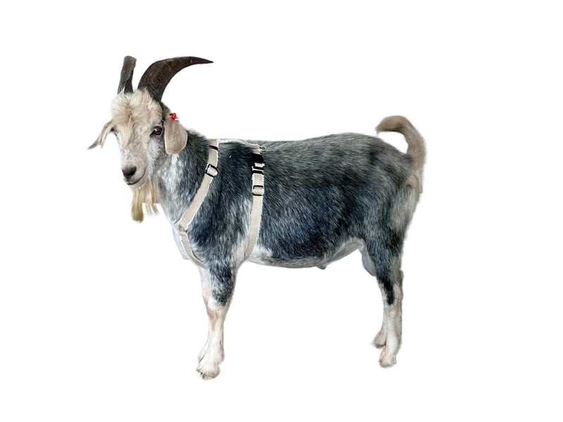 Goat Harness, Asatre Adjustable Lined Hemp Goat or Sheep Harnesses, Small to X-Large, Fleece Lined, Multi-Clasp, Machine Washable (Large), Beige Large - PawsPlanet Australia