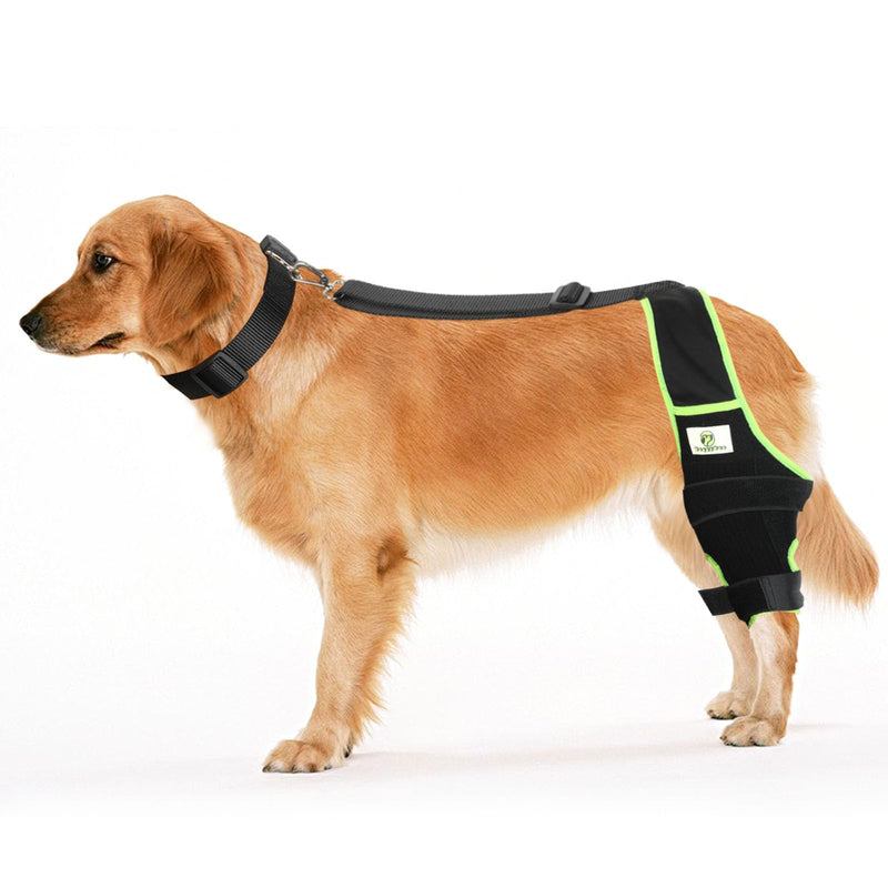 Dog Knee Brace for Hind Legs with Extra Collar & Strap - Relieves Joint Pain & Discomfort, Enhances Mobility | Supports Recovery from Osteoarthritis, Torn ACL/CCL, Luxating Patella | Adjustable (L) Large - PawsPlanet Australia