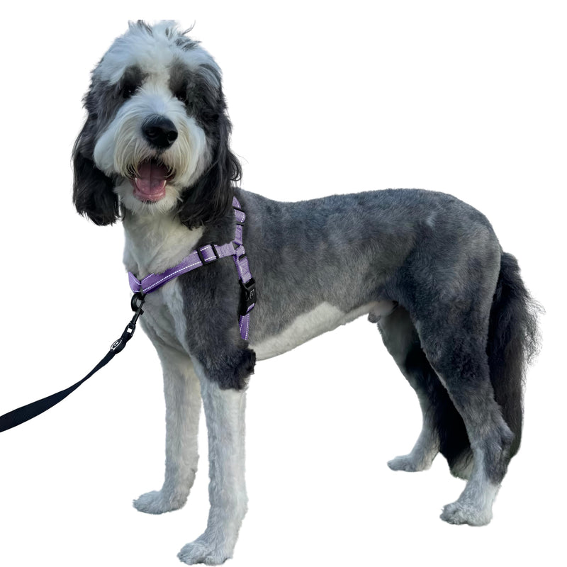 ShawnCo Dream Walk Pro Dog Harness- No-Pull, Comfortable, Adjustable, Easy to Use Pet Halter to Help Stop Pulling for Small, Medium and Large Dogs (ICY Lilac, Medium) Icy Lilac - PawsPlanet Australia