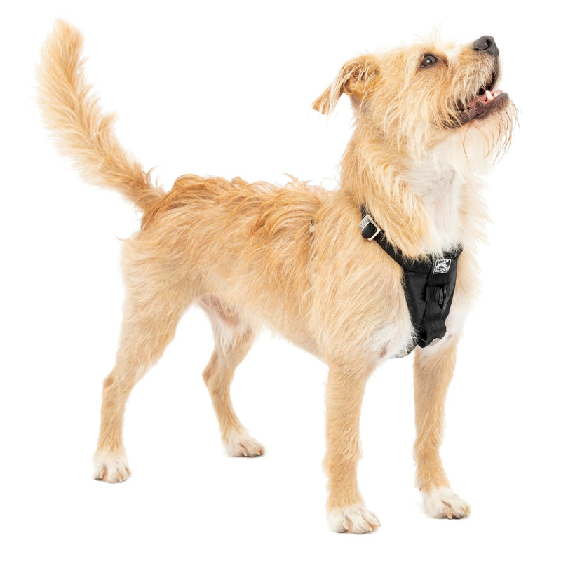 Kurgo Enhanced Strength Tru-Fit Dog Car Harness - Pet Travel Safety Harness - Crash Test Certified Fit - Five Point Adjustment - Secure Buckle - Padded Chest - Black - Small - PawsPlanet Australia