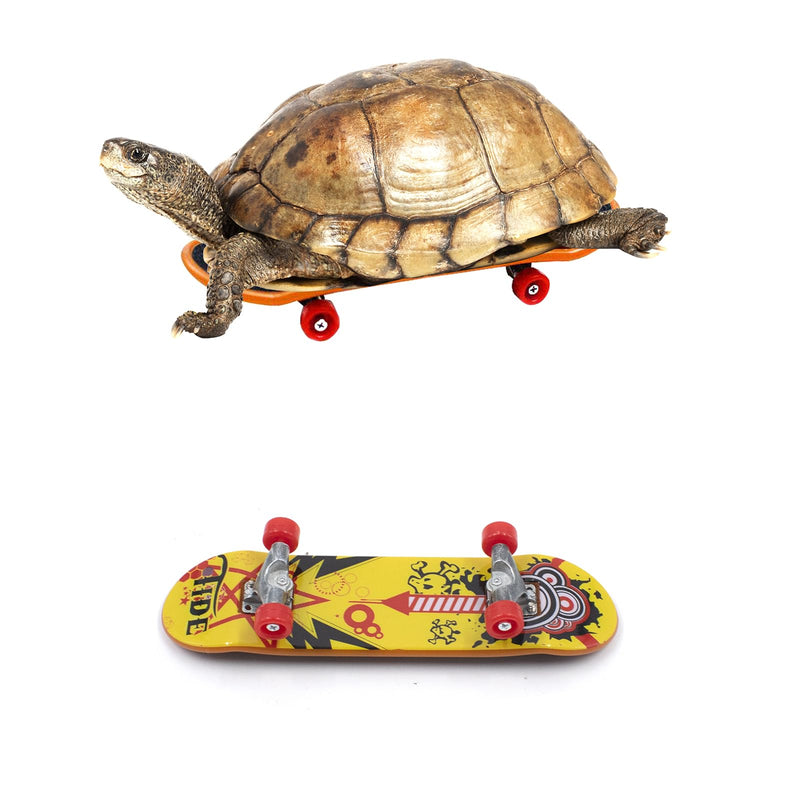 2 PCS Turtle Skateboard, Funny Turtle Skateboard for Real Turtle, Pet Turtle Playing and Training Toy Accessories, Mini Skateboard Toys for Bearded Dragon Parrot Reptile Small Animals - PawsPlanet Australia