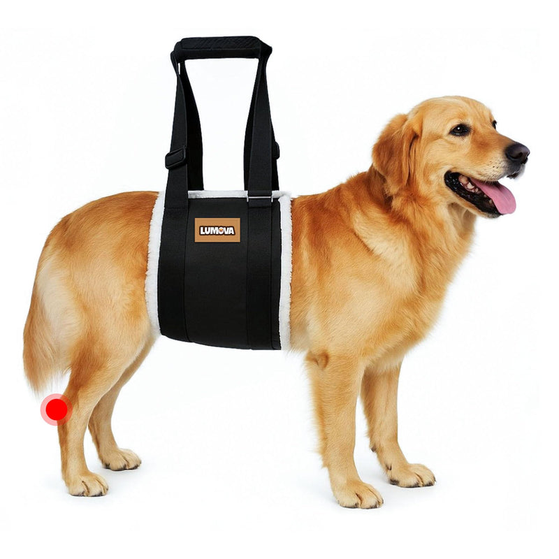 Dog Lift Harness – Adjustable Sling for Large Dogs Hind Leg Support – Comfortable Dog Support Harness for Back Legs – Recovery Sling for Dogs Elderly or Injured (Large (L)) Large (L) - PawsPlanet Australia