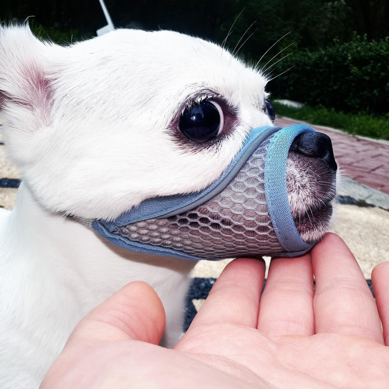 Dog Muzzle for Small Medium Dogs to Prevent Biting for Brachycephalic Dogs with Short Snout,Chihuahua Pom Shih Tuz,Soft Breathable Lightweight Mesh,Open Front,for Grooming Vet Visits (Summer Blue, XS) Summer Blue XS Snout (5.3"- 5.9") - PawsPlanet Australia