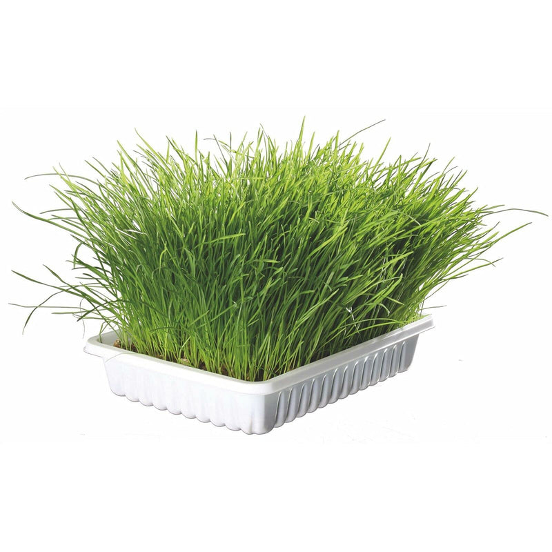 Trixie TX 4235 Cat Grass bowl 130gr