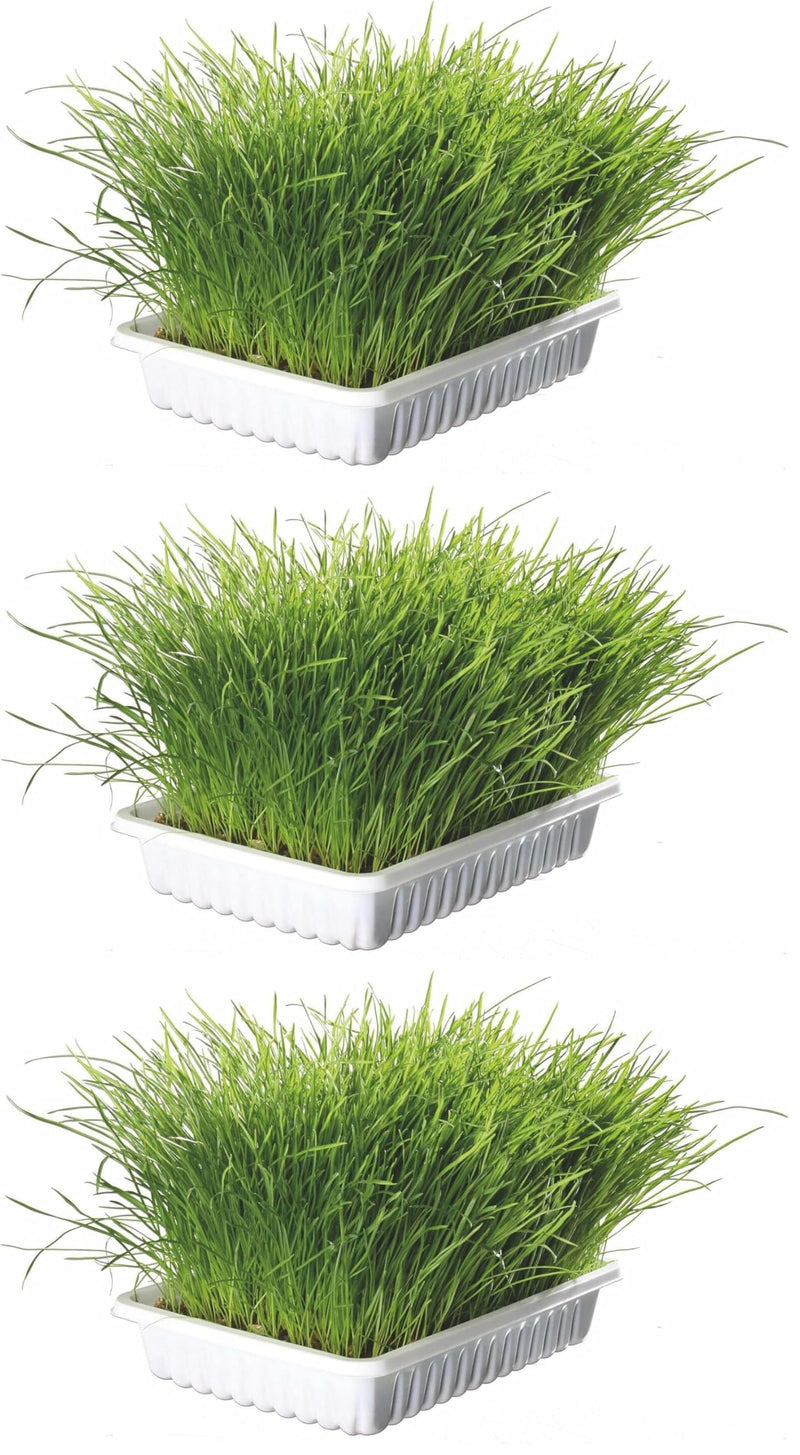 TX-4235 Cat Grass Bowl 100g (Pack of 3)