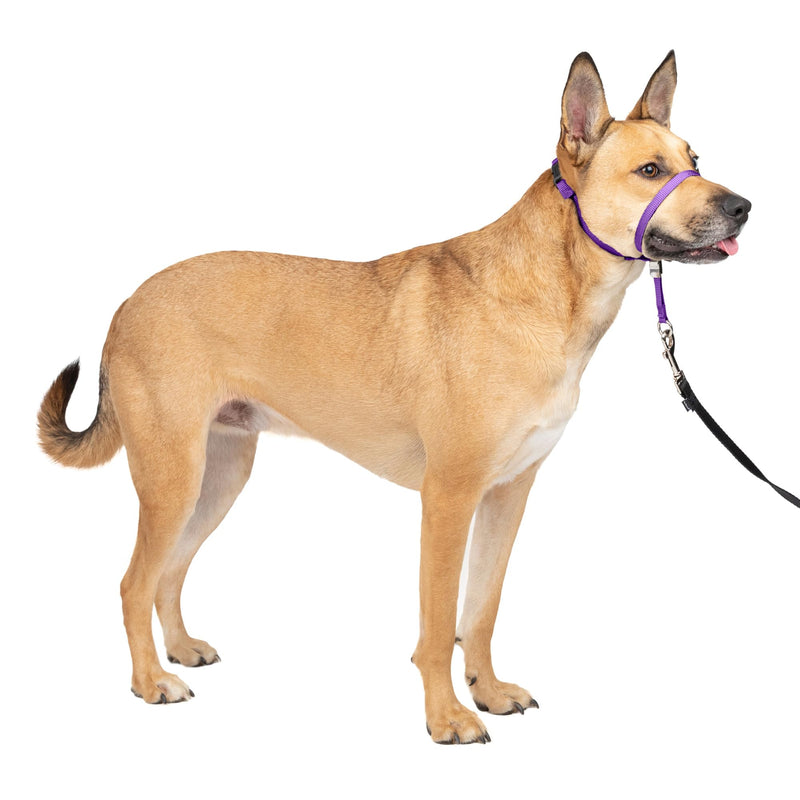 PetSafe Gentle Leader Headcollar, No-Pull Dog Collar – Perfect for Leash & Harness Training – Stops Pets from Pulling and Choking on Walks – Medium, Deep Purple