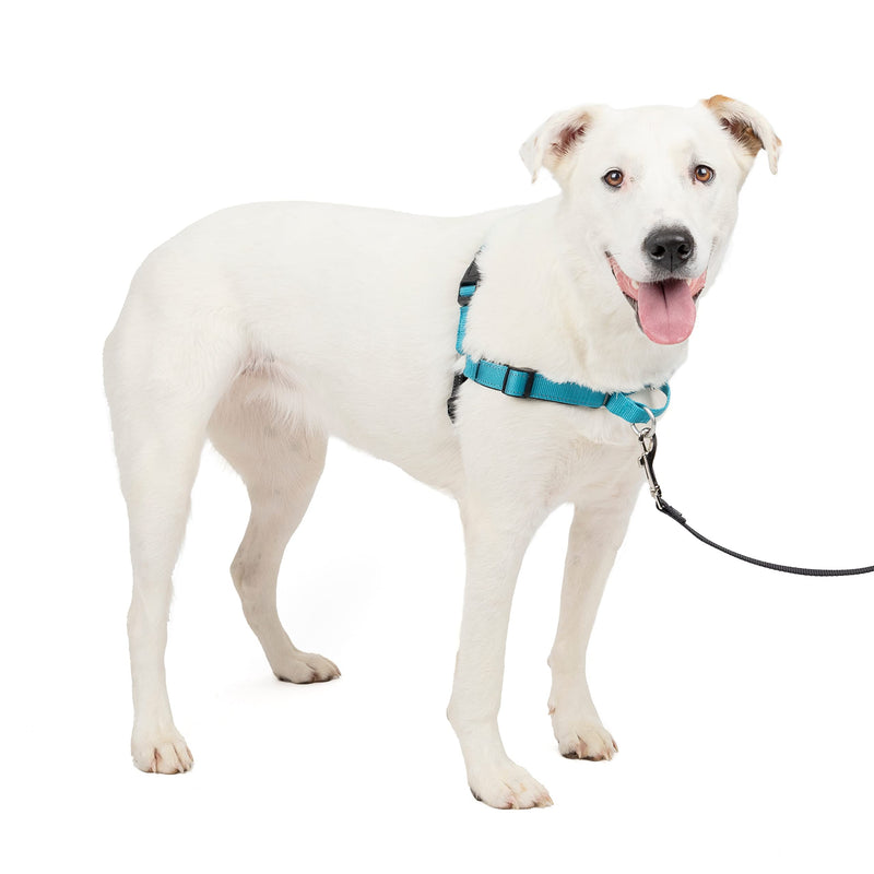 PetSafe Easy Walk Deluxe Harness, No-Pull Walking Harness for Dogs, Padded Design, Includes 1.8m Lead, Medium/Large-Ocean Blue/Black Lead - PawsPlanet Australia