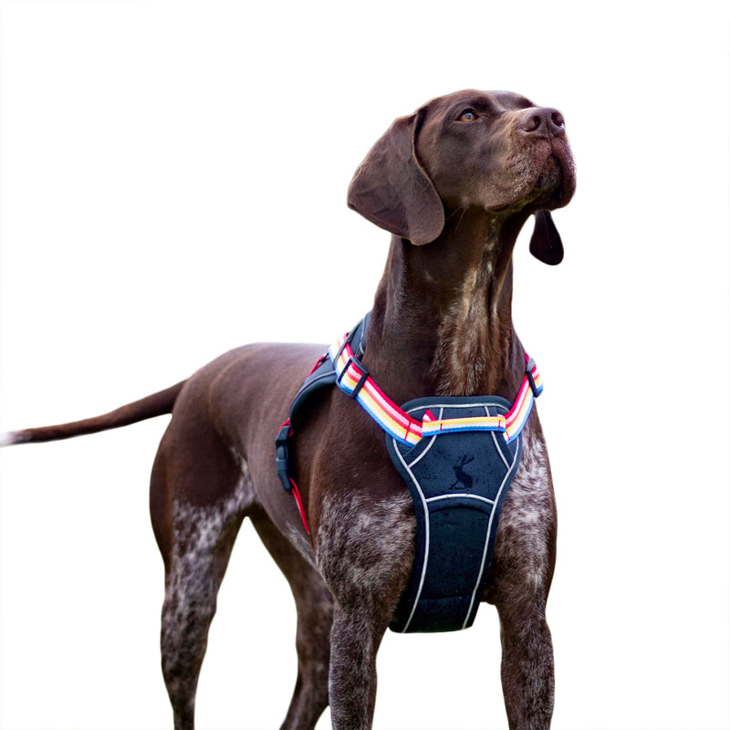 Rosewood x Joules Rainbow Stripe Dog Harness, Medium, Adjustable Padded Reflective Harness with Handle for Walking, Training & Control for Medium Dogs - PawsPlanet Australia
