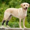 Doglemi UBS Pet Shop UK Pet Joint Healing Brace (X-Large) - PawsPlanet Australia